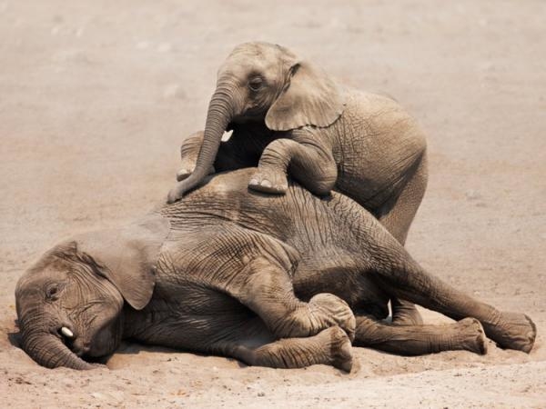 Hệ lụy của việc săn bắt trái phép tràn lan: voi Châu Phi hiện sinh ra không còn ngà