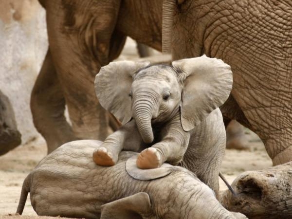 Hệ lụy của việc săn bắt trái phép tràn lan: voi Châu Phi hiện sinh ra không còn ngà