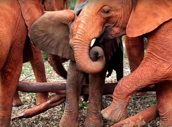 Cảm động hình ảnh chú voi con mồ côi được bầy đàn nồng nhiệt chào đón và che chở