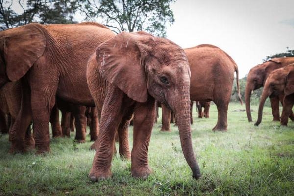 Cảm động hình ảnh chú voi con mồ côi được bầy đàn nồng nhiệt chào đón và che chở