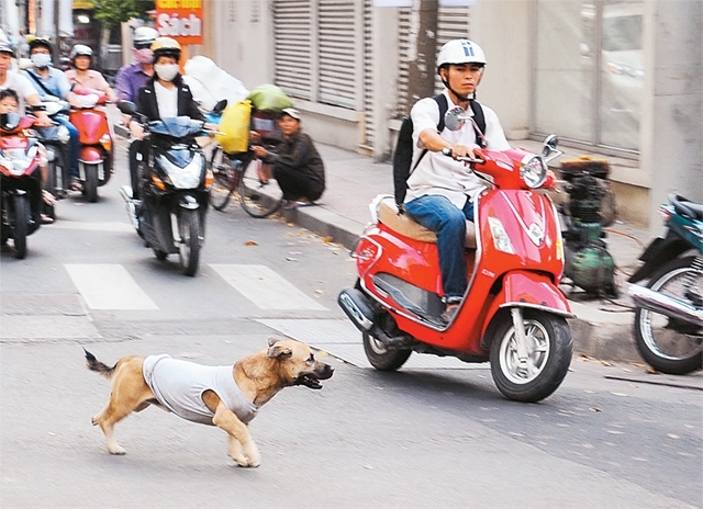
Chó thả rông gây tai nạn không còn là vấn đề mới gây tranh cãi. Ảnh: Internet