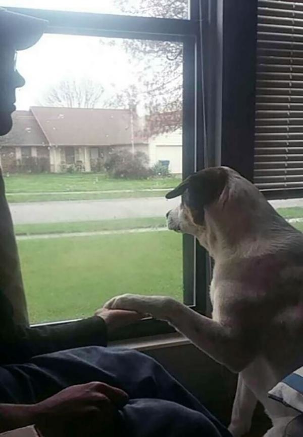 Loạt ảnh chứng minh tình cảm đặc biệt mà những chú chó dành cho chủ nhân của mình