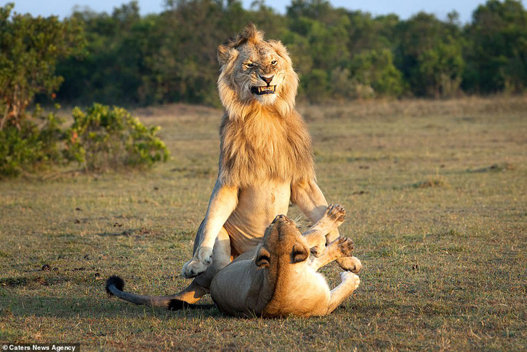 Sư tử bật cười một cách thô bỉ trước khi lâm trận với bạn gái, 200 hiệp kéo dài đến 5 ngày