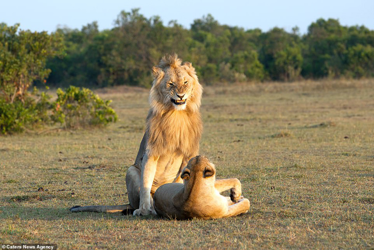 
Sư tử cùng những động vật thuộc họ mèo nổi tiếng là có nhiều biểu cảm thú vị.