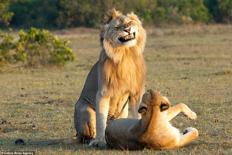 
Biểu cảm nhe nanh ra cười của chú sư tử trong khi chuẩn bị lâm trận.