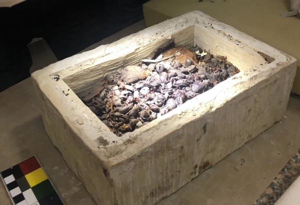 Khó tin với những khai quật mới trong cổ mộ: đến cả mèo và bọ cánh cứng cũng được ướp xác