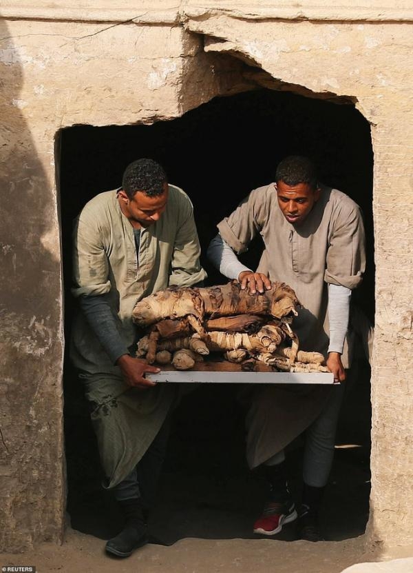
Các nhà khảo cổ cẩn thận mang xác mèo ra khỏi ngôi mộ.