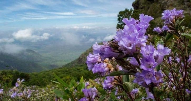 Thiên Nhiên Cận Cảnh: Truy tìm loài hoa quý của Ấn Độ sau 12 năm mới nở một lần