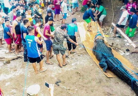 
Con cá sấu khổng lồ được chính quyền tỉnh Palawa bắt được hôm 1/12