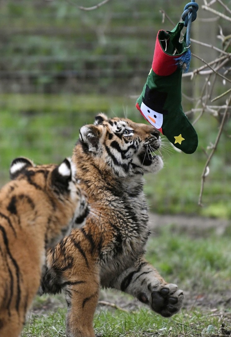 
Các chú hổ con đáng yêu tinh nghịch đùa với chiếc tất trang trí Giáng sinh trong vườn thú ở Dunstable, Anh