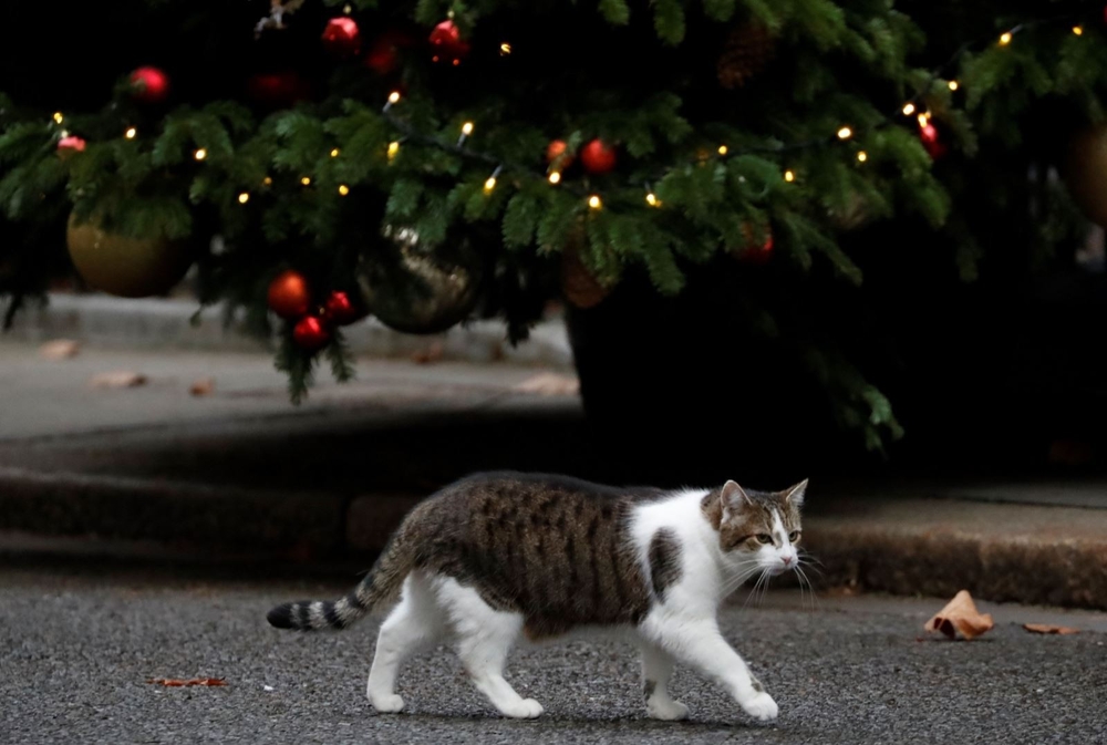 
Chú mèo Larry nổi tiếng sống tại Phủ Thủ tướng Anh cũng thong thả đi dạo dưới những cây thông được trang trí rực rỡ cho ngày Giáng sinh 