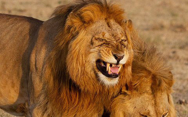 
Khoảnh khắc chú sư tử cười tít cả mắt được nhiếp ảnh gia Rose Fleming ghi lại