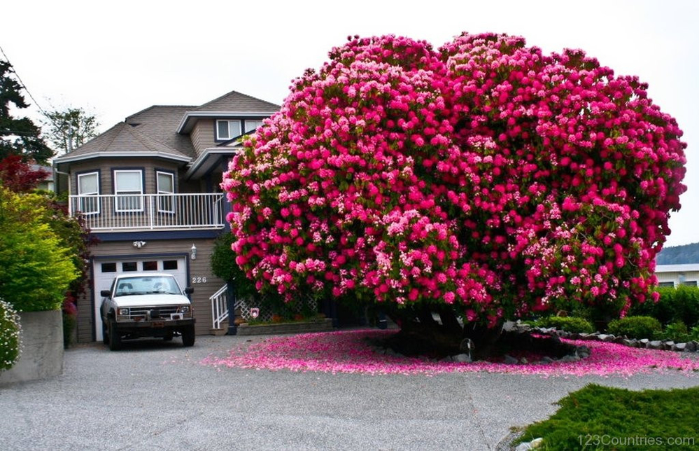 
Đây là cây đỗ quyên được trồng trước ngôi nhà ở Ladysmith - một thị trấn nhỏ trên đảo Vancouver, Canada. Cây đã tồn tại được hơn 125 năm, cao 7.6m, tán rộng khoảng 9m. Tán rộng với những chùm hoa rực rỡ khiến khung cảnh xung quanh trở nên lãng mạn và thơ mộng hơn bao giờ hết.
