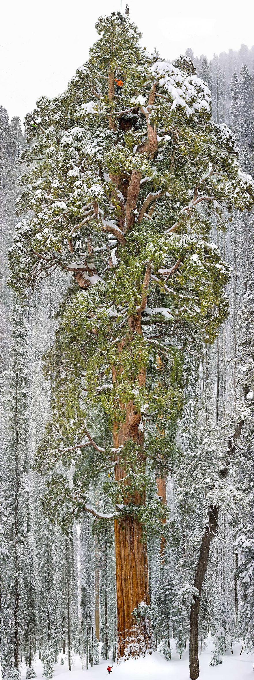 
Cao 75 mét, chu vi 28 mét, cây cù tùng có tên President này có kích thước tương đương một tòa nhà 20 tầng. Cây có tuổi thọ hơn 3200 năm tuổi, nằm ở vườn quốc gia Sequoia, California, Mỹ. Để trèo được lên tới ngọn cây như người trong ảnh không hề là điều dễ dàng tí nào.