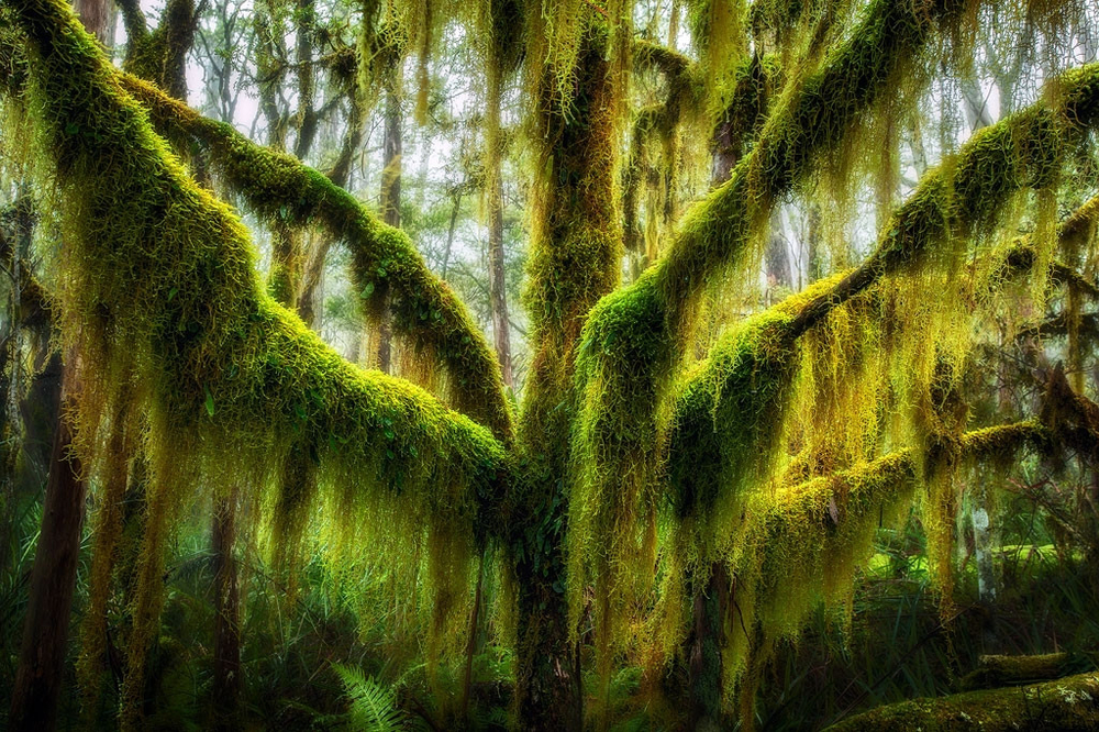
Ở bang Oregon, Mỹ, tồn tại cây sồi cổ thụ với các nhánh phủ đầy rêu xanh vô cùng huyền bí. Đây có lẽ sẽ là địa điểm cực kỳ thích hợp để quay những bộ phim thuộc chủ đề kỳ ảo, bí ẩn.