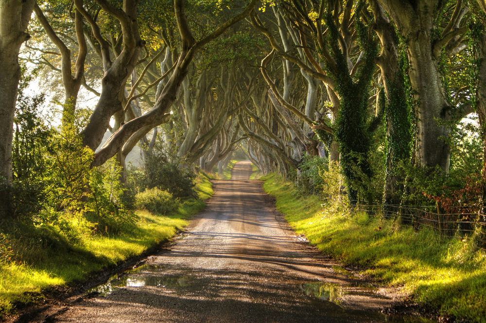 
Từ hồi thế kỷ XVIII, hàng cây sồi này được gia đình Stuart ở Bregagh, gần ngôi làng Armoy ở Bắc Ireland trồng để tạo cảnh quan đẹp mắt. Nhưng hai thế kỷ sau, chúng đã trở thành kiệt tác thiên nhiên không gì sánh bằng thế này đây.