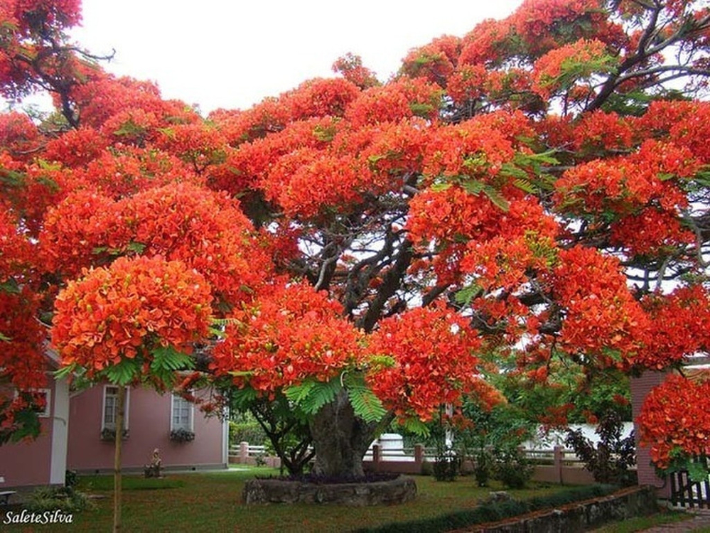 
Phượng đỏ không phải loại cây xa lạ ở Việt Nam nhưng một cây phượng to đến mức này quả là điều hiếm thấy.