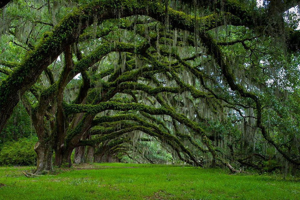 
Không phải một mà rất nhiều cây sồi cổ thụ mọc san sát nhau đã khiến khung cảnh nơi đây trở nên hoành tráng và kỳ vĩ hơn bao giờ hết. Những cây này được trồng từ năm 1790 ở Sixie Plantation, thuộc bang South Carolina, Mỹ.