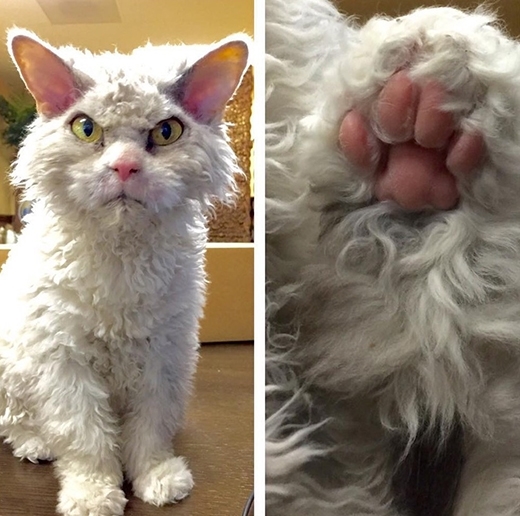 
Albert là một chú mèo độc nhất vô nhị và đến cả bàn chân hồng hào êm ái của chú cũng trông đẹp như tranh vẽ vậy!