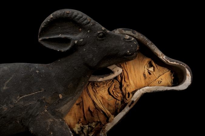 
Một con linh dương Gazelle của nữ hoàng Ai Cập đã được ướp xác như một thành viên trong gia đình hoàng gia. Xác linh dương được chôn cùng nữ chủ nhân vào khoảng năm 945 TCN.​