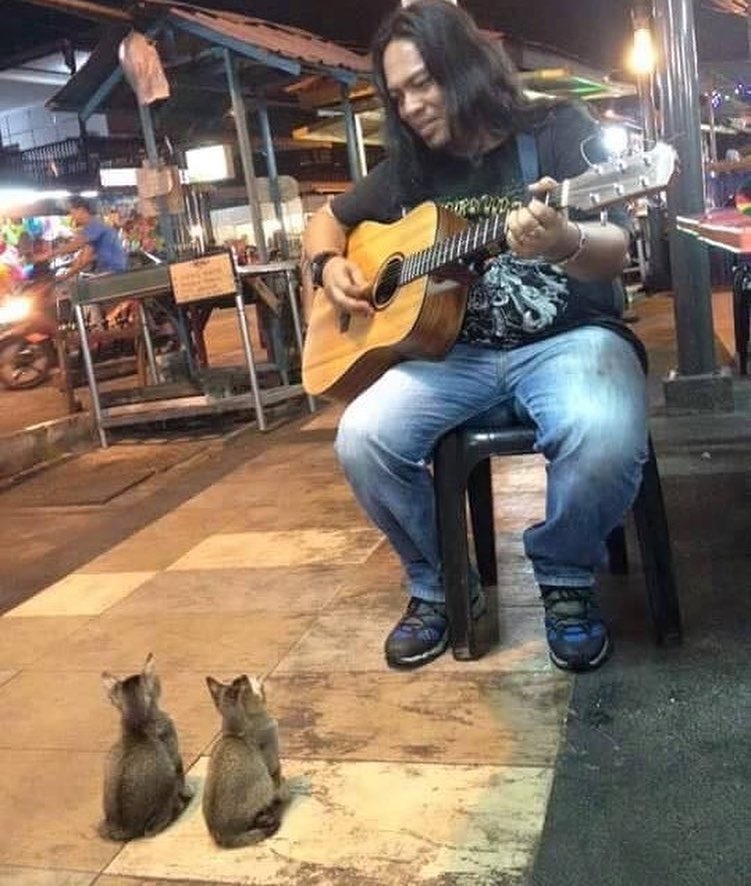 
Ban đầu chỉ có 2 chú mèo tới nghe người ca sĩ hát.