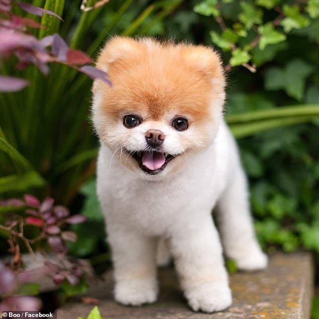 
Boo là chú chó nổi tiếng trên MXH với 17 triệu lượt theo dõi.
