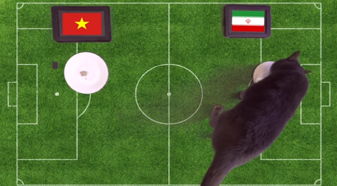 
Chú mèo đã dự đoán đội tuyển Iran sẽ giành phần thắng
