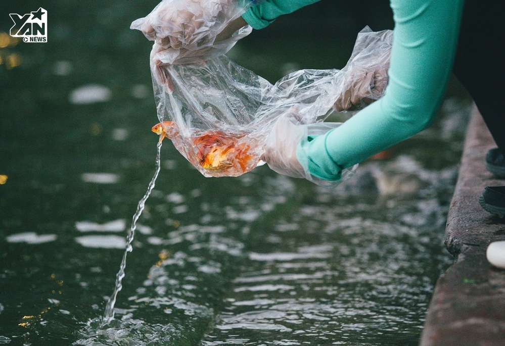 
Đa số người dân đều có ý thức khi chỉ phóng sinh cá, không vứt túi nilon xuống sông, hồ