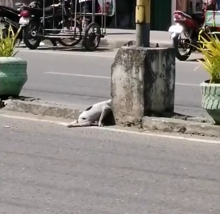  Đứa con của nó đang nằm bất động trên đường.