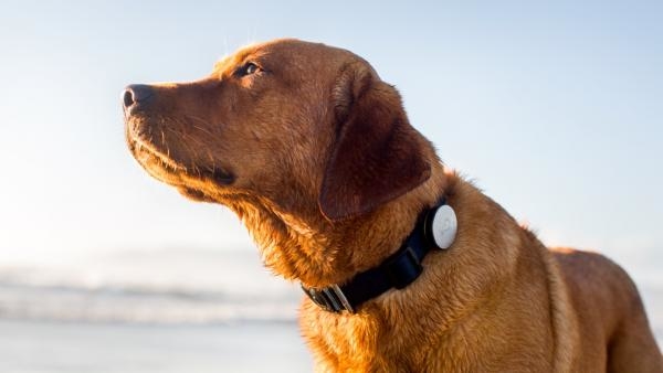
Chú chó giống Golden Retriever được người chủ nhận nuôi từ một trung tâm cứu trợ động vật