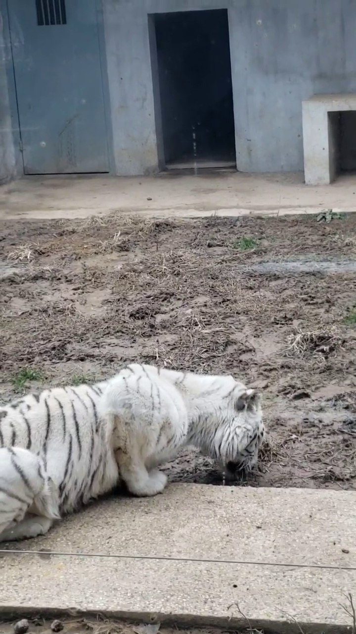 
Con hổ đang ăn đất một cách đói khát.