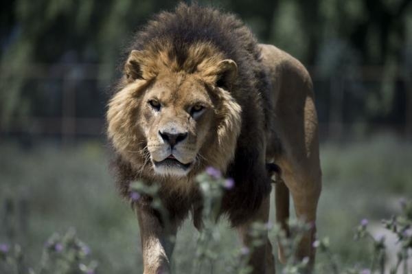 Sở thú có 1-0-2: Du khách được... nhốt vào lồng, sư tử nhởn nhơ phía ngoài để 
