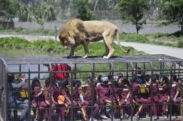 Sở thú có 1-0-2: Du khách được... nhốt vào lồng, sư tử nhởn nhơ phía ngoài để 