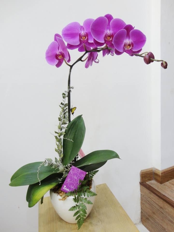 Săn lùng những loại hoa nhất định phải tậu về trang trí nhà trong dịp Tết