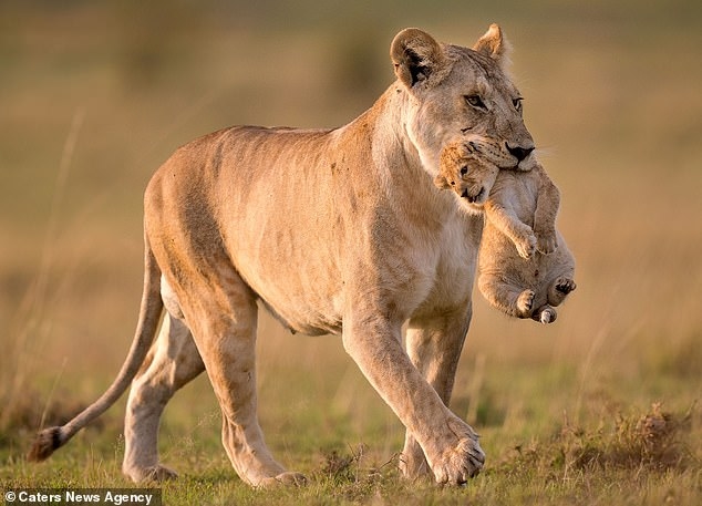 Hổ dữ không ăn thịt con nhưng con sư tử mẹ này lại đang 