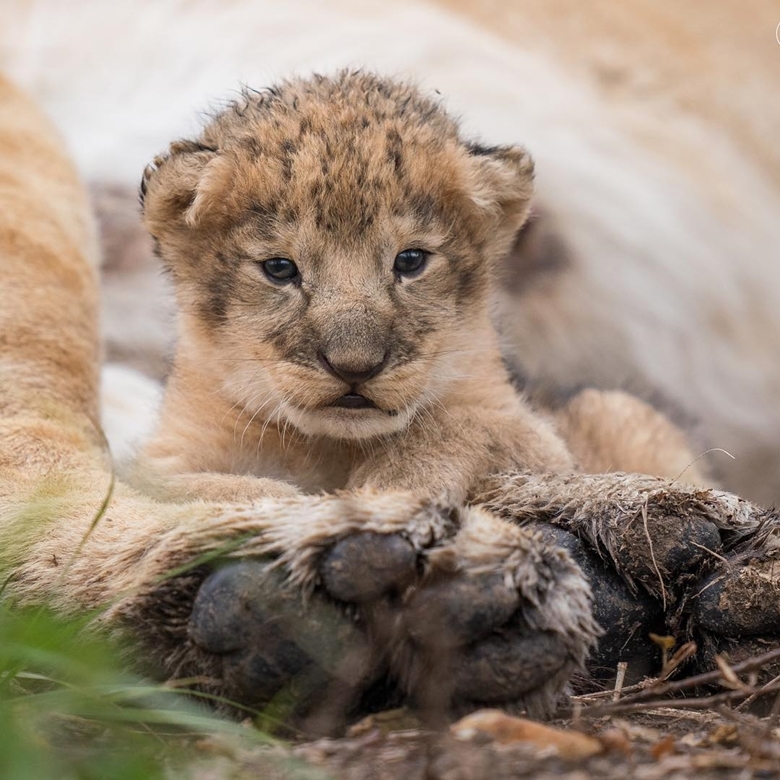 
Sư tử con được mẹ giấu trong bụi rậm để bảo vệ nó khỏi những con thú dữ khác trên đồng cỏ.