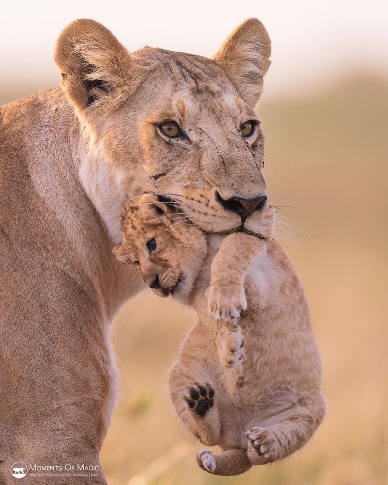 
Thực tế con sư tử mẹ chỉ đang đưa con nó đi tìm một cái ổ mới.