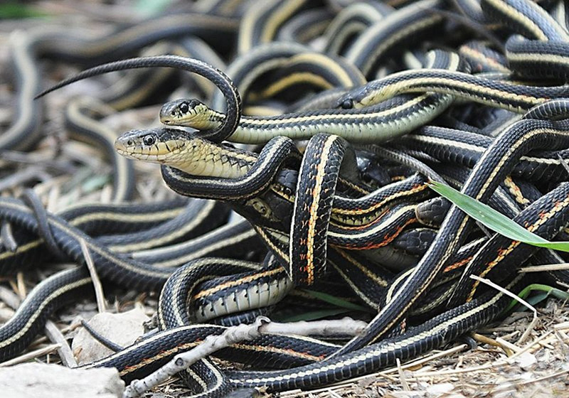 
Những con rắn đực quấn lấy con rắn cái to lớn gấp đôi mình.