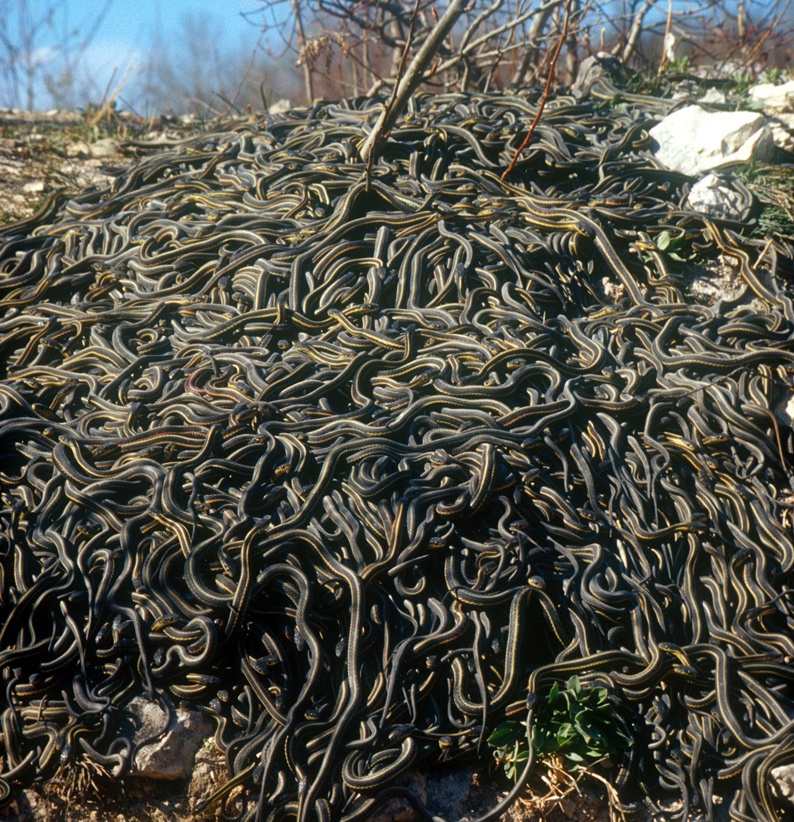 
Những con rắn sọc đỏ đồng loạt trườn ra khỏi ổ, số lượng lên đến hàng chục ngàn con.