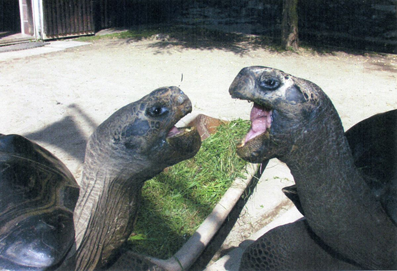 
Hai cụ rùa Bibi và Poldi bất ngờ cãi và rồi chia tay sau 115 năm chung sống trong hạnh phúc.