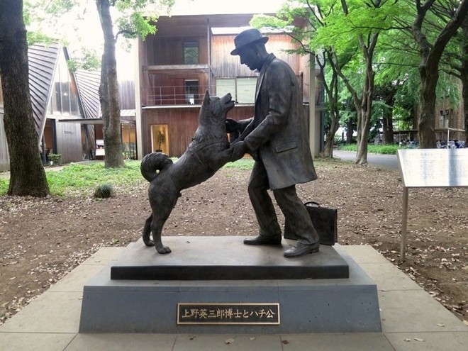 
Đại học Tokyo cũng tạc một bức tượng Hachiko đang chơi đùa cùng giáo sư.