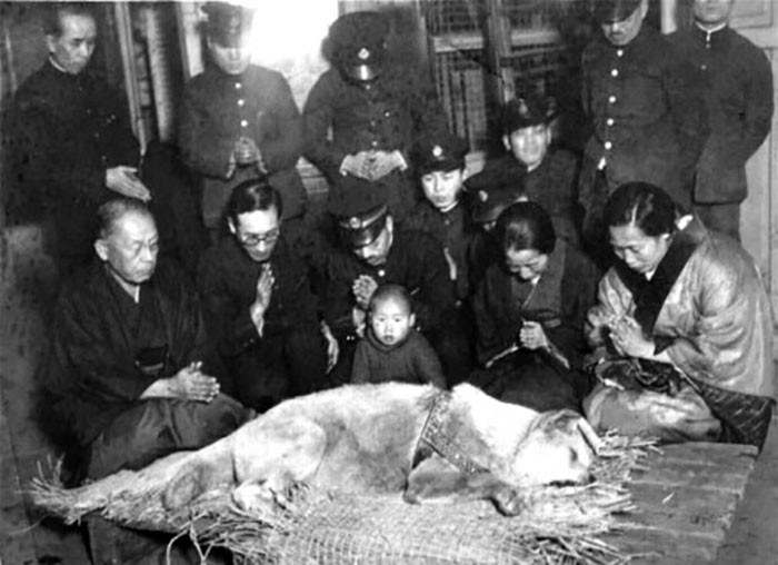 
Hachiko qua đời ngày 8/3/1935. Cả gia đình giáo sư quây quần bên chú trong những giây phút cuối cùng.