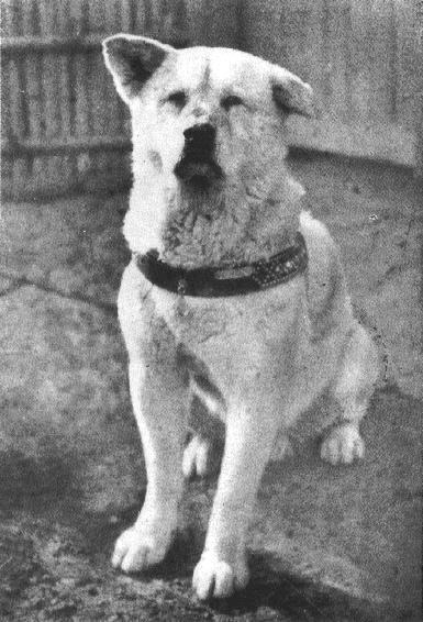 
Hachiki - chú chó trung thành.