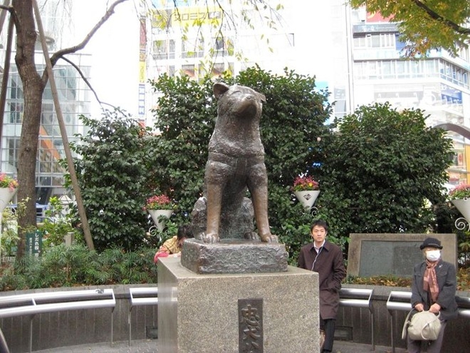 
Bức tượng đồng đúc hình của Hachiko trước cửa ga Shibuya vẫn còn ở nguyên đó cho tới tận ngày nay.