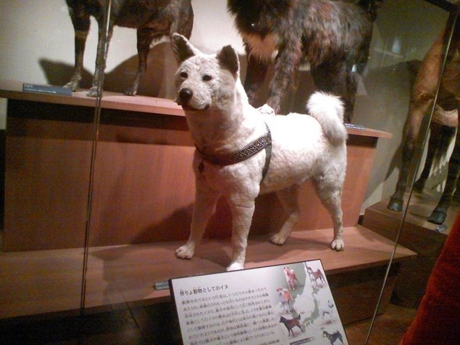 
Mô hình Hachiko được trưng bày trong viện bảo tàng.
