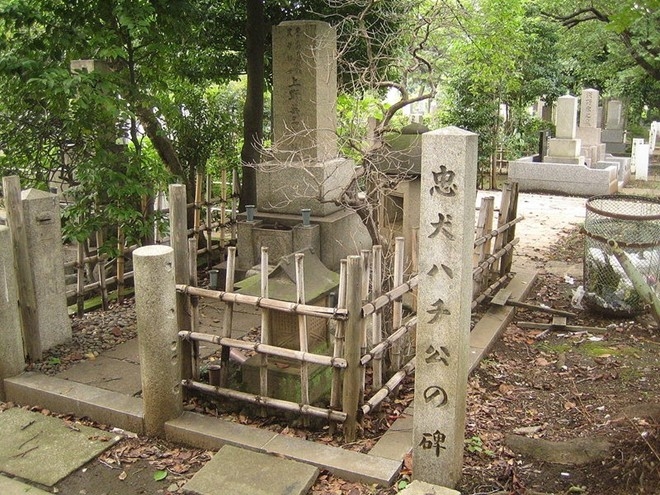 
Μột tấm bia tưởng niệm Hachiko cạnh mộ chủ ở nghĩa trang Aoyama được dựng để tưởng nhớ chú.