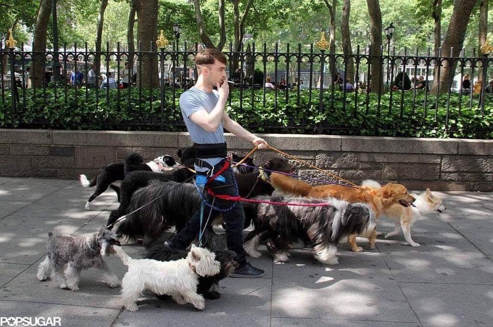 
Daniel dắt hơn 10 chú chó đi dạo.