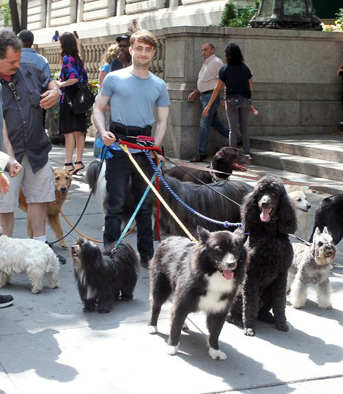 Chất như “Harry Potter”: Dắt hơn 10 chú chó đi dạo, gây 
