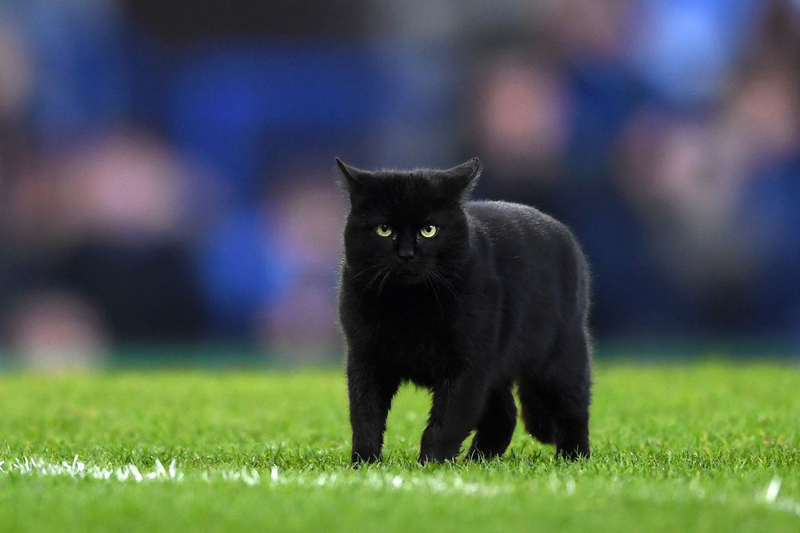  
Chú mèo đen không biết ở đâu nhảy vọt vào sân bóng.