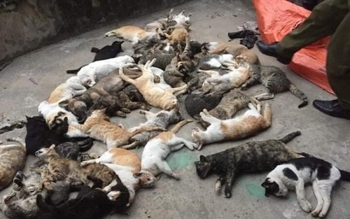 Hàng trăm con mèo bỗng dưng 